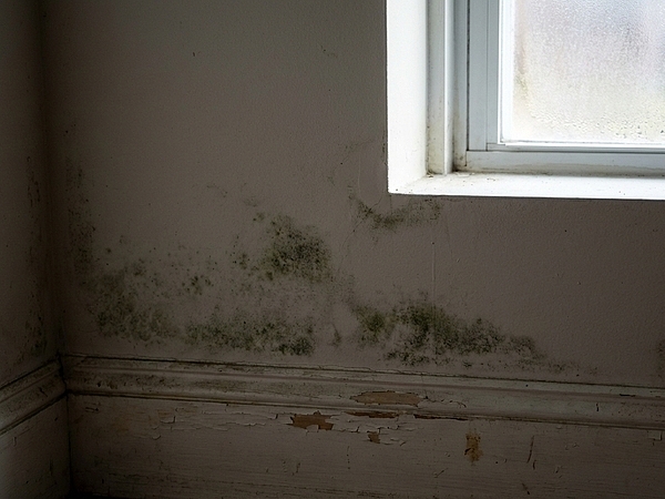 Early Signs of Mold in Needham Before It Starts Spreading