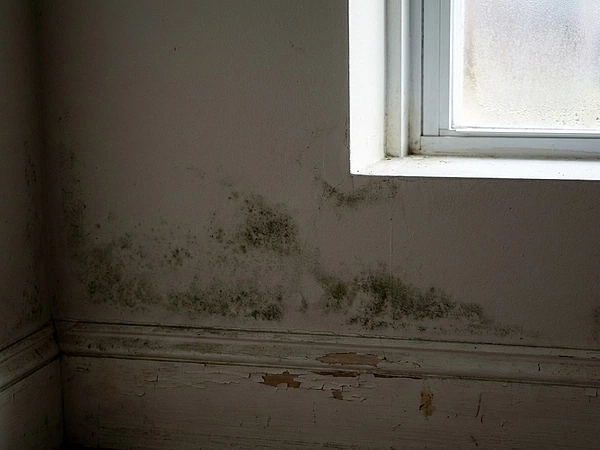 Early Signs of Mold in Needham Before It Starts Spreading