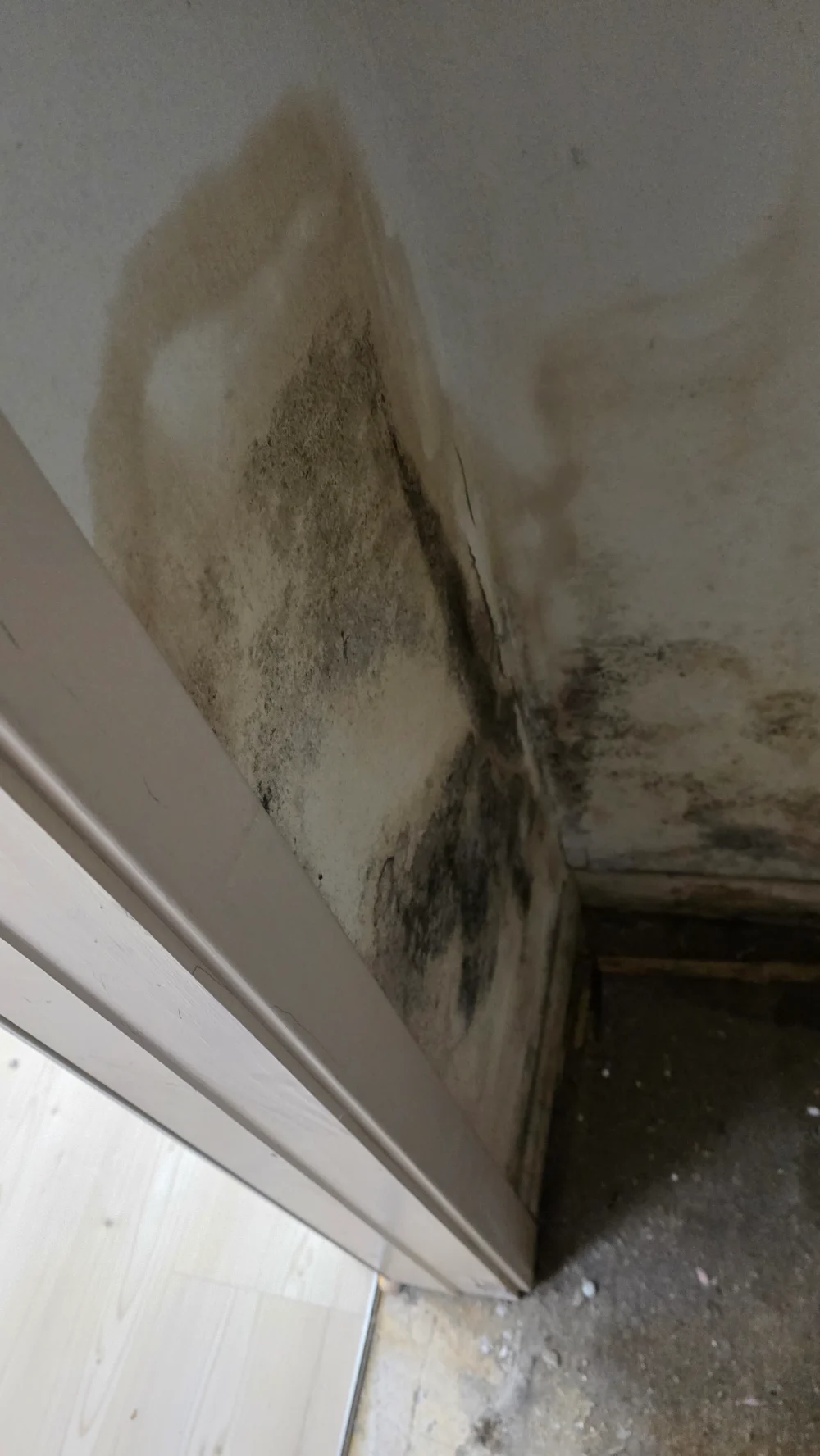 Can Water Damage in Billerica Lead to Mold Growth Within Days?