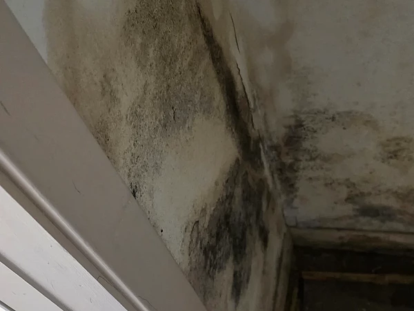 Can Water Damage in Billerica Lead to Mold Growth Within Days?