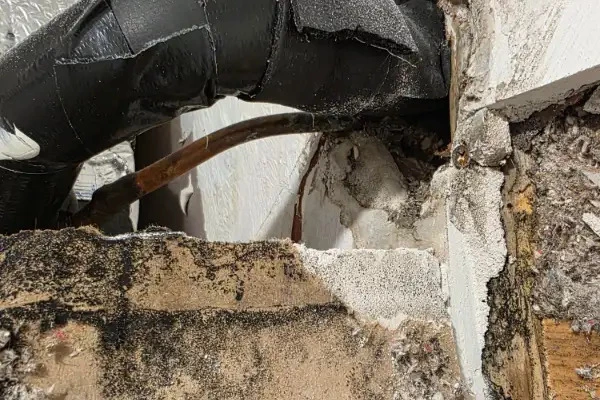 Why Black Mold Forms in Massachusetts Basements
